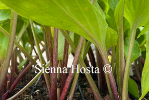 Hosta 'German Yellow Dragon'