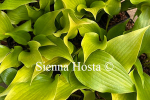 Hosta 'Citric Star'