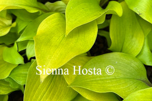 Hosta 'Hotshot'