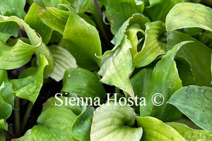 Hosta 'Valley's Love Birds'