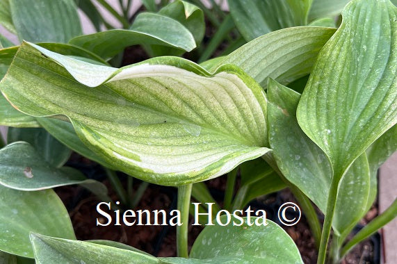 Hosta 'Sails Ho'