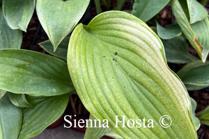 Hosta 'Sails Ho'