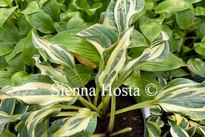 Hosta 'Wally's Bullfrog'
