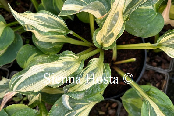 Hosta 'Wally's Bullfrog'