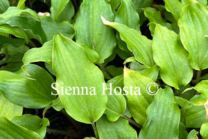 Hosta 'Valley's Pavlova'