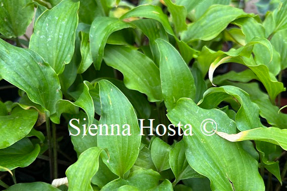 Hosta 'Valley's Pavlova'