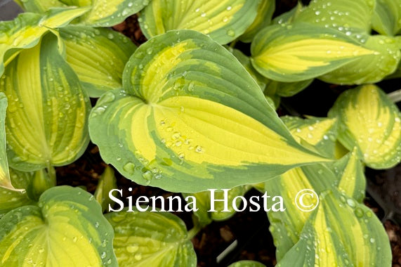 Hosta 'Love Story'
