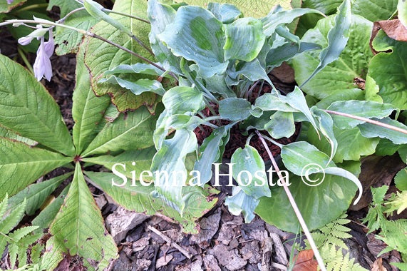 Hosta 'In-A-Gadda-Da-Vida'