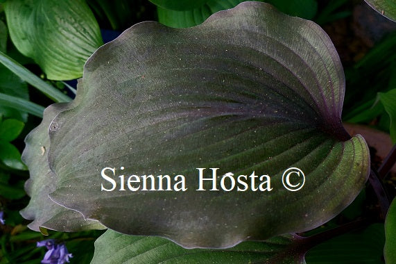 Hosta 'Liam's Smile'