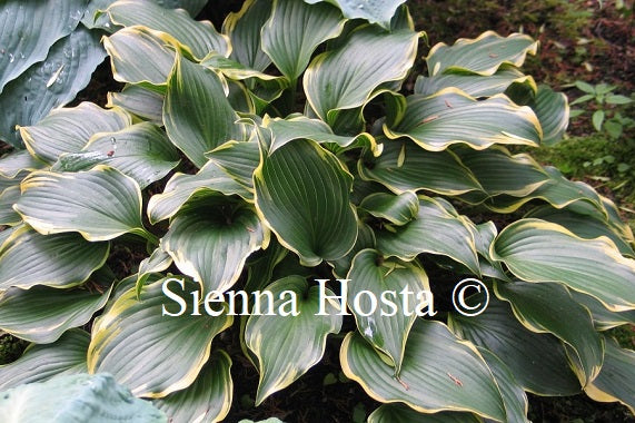 Hosta 'Making Waves'