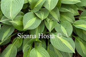 Hosta 'Mata Hari'