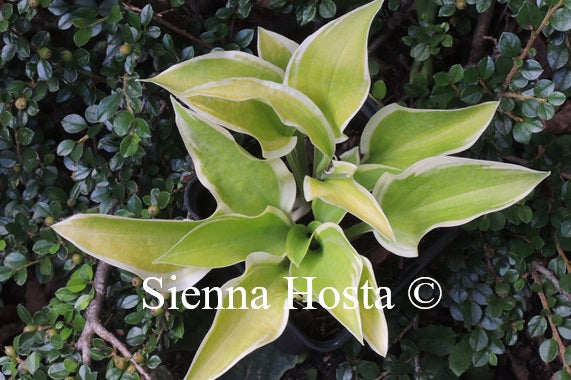 Hosta 'Matcha Latte'