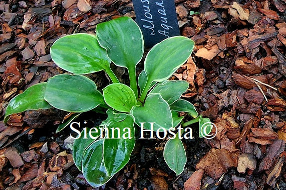 Hosta 'Mouse Aquarel'