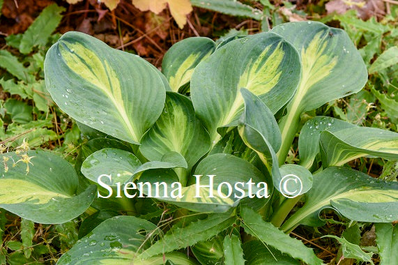 Hosta 'Mouseketeer'