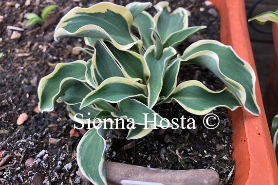 Hosta 'Mouse on the Moon'