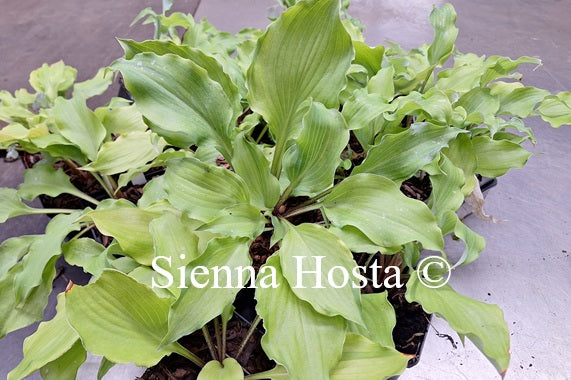 Hosta 'Mysterious Marilyn'