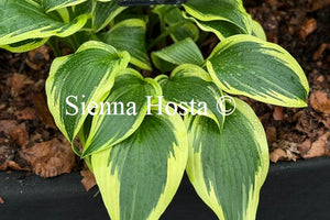 Hosta 'On The Border'