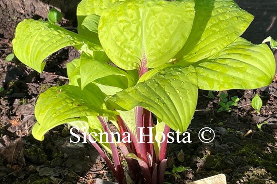 Hosta 'Owen's Outrage'