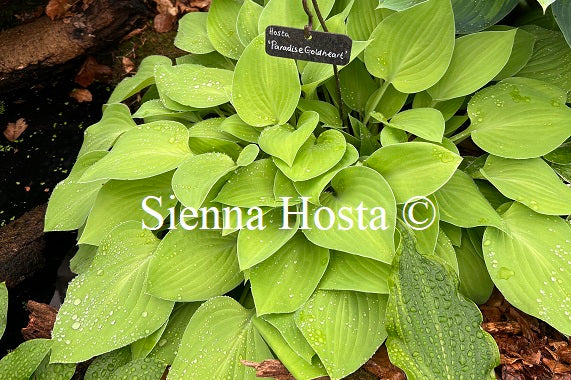 Hosta 'Paradise Goldheart'
