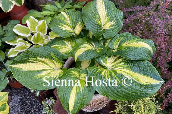 Hosta 'Prime Mark'