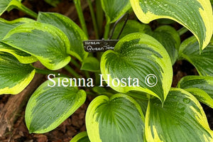 Hosta 'Queen Josephine'
