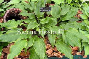 Hosta 'Raspberries and Cream'