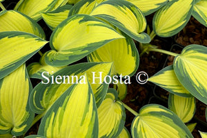 Hosta 'Remember Me'