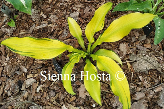 Hosta 'Ripple Fever'