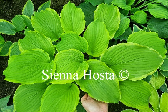 Hosta 'Rising Star'