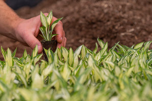 Hosta Growing Advice