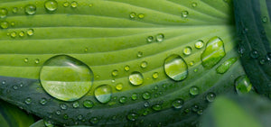 RHS Chelsea Hostas