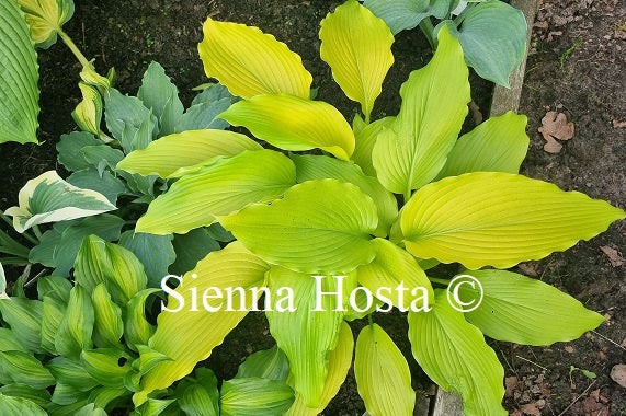 Hosta 'Scituate Sunrise'