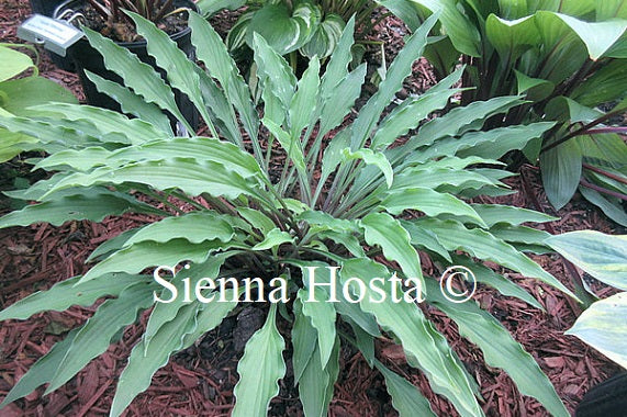 Hosta 'Shake Down'