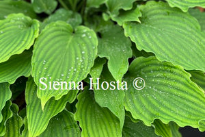 Hosta 'She's Got the Moves'