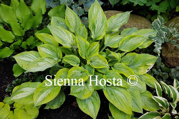 Hosta 'Sir Prize'