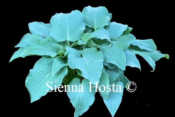Hosta 'Skyfall'