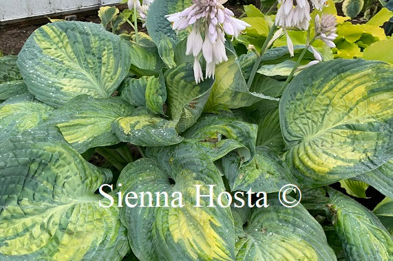 Hosta 'Sound of Music'