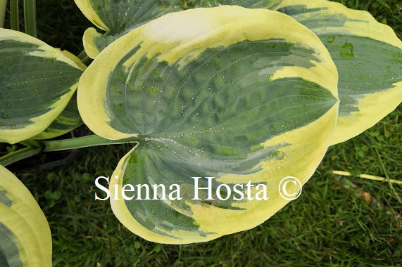 Hosta 'Souvenir to Friends'