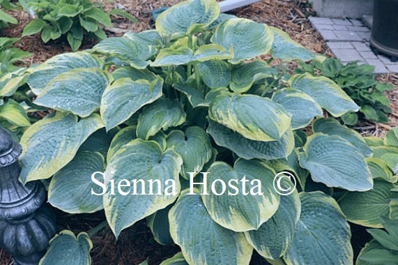 Hosta 'Speakeasy'
