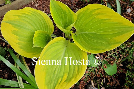 Hosta 'Sunfest'