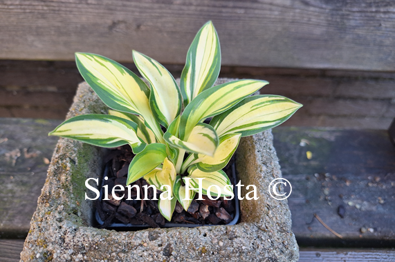 Hosta 'Tender Mouse'