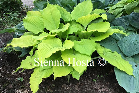 Hosta 'The Trophy Wife'