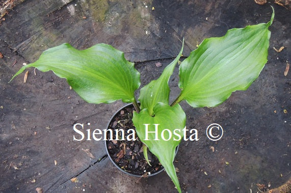 Hosta 'The Unforgettable'