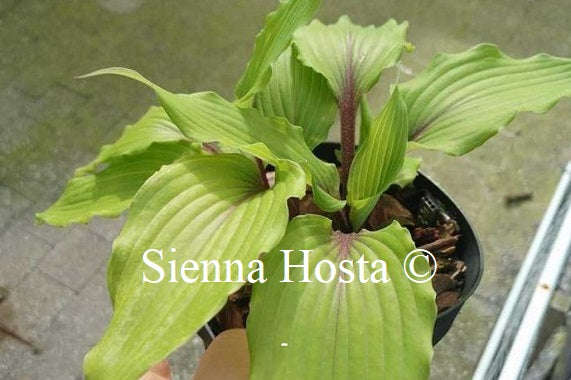 Hosta 'The Walking Red'