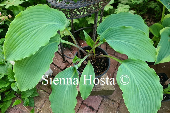 Hosta 'Valley's Silver Jet'