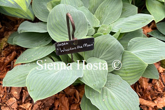 Hosta 'Waukon the Moon'