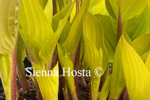 Hosta Fire Island