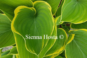 Hosta Sagae