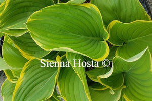 Hosta Sagae