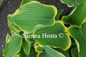 Hosta Super Sagae